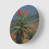 Horloge Ronde Aloe de montagne (Aloe Marlothii Berger) 2 (Angle)