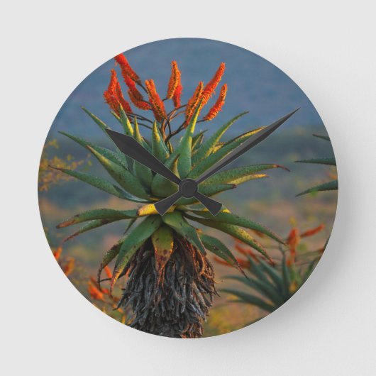 Horloge Ronde Aloe de montagne (Aloe Marlothii Berger) 2 (Recto)