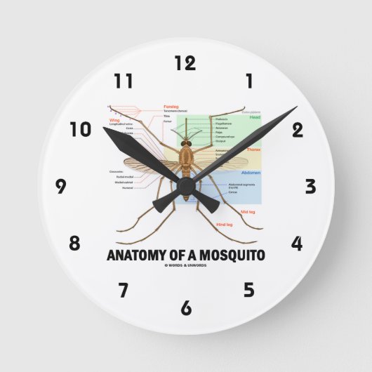 Horloge Ronde Anatomie D'Un Moustique (Entomologie) (Recto)
