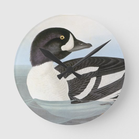 Horloge Ronde Audubon : Barrow's Goldeneye (Recto)