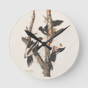 Horloge Ronde Audubon Ivory-Billed
