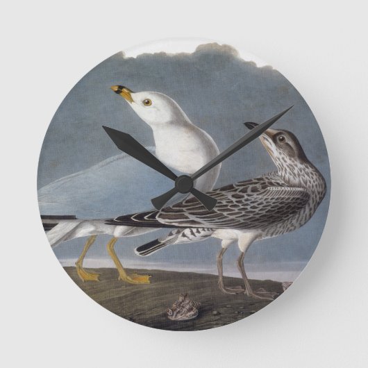 Horloge Ronde Audubon : Mouette Anneau-Affichée (Recto)