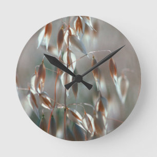 Horloge Ronde Avoine cultivée (Avena Sativa) en gros plan. Ceres
