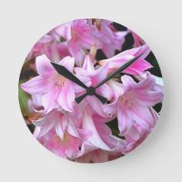 Belle Belladonna Amaryllis Rose