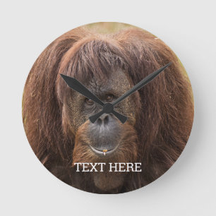 Horloge Ronde Belle photographie de Borneo Orangutan