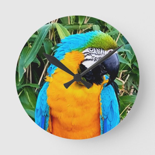 Horloge Ronde Blue and Yellow Macaw Parrot (Recto)