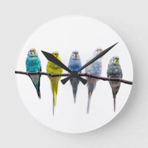 Horloge Ronde Budgies