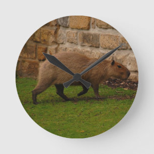 Horloge Ronde capybara