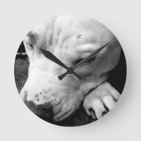 cicatrice de harry potter chien pit bull blanc