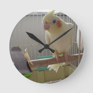 Horloge Ronde Cockatiel
