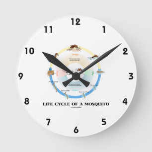 Horloge Ronde Cycle de vie d'un moustique (Imago de chrysalides