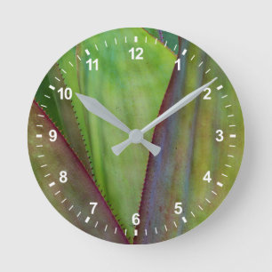 Horloge Ronde Détail de la plante d'agave