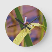 Dragonfly sur la feuille de pluie