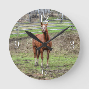 Horloge Ronde Drôle Chestnut Stallion Horse Whinnnnnning Photo
