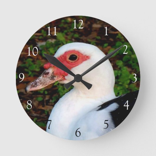 Horloge ronde du canard de muscovy (Recto)