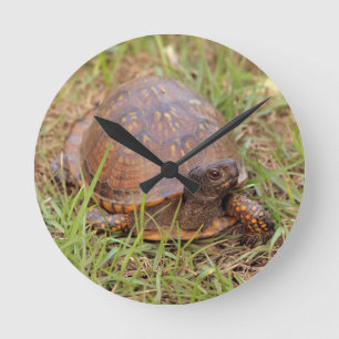 Horloge Ronde Eastern Box Turtle (North Carolina and Tennessee)