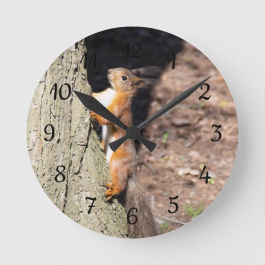 Horloge Ronde Écureuil rouge mignon sur l'arbre poster lancer l' (Recto)