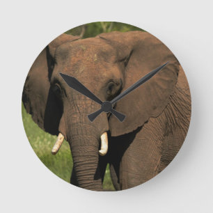 Horloge Ronde Éléphant (Loxodonta Africana), Parc national Hwang