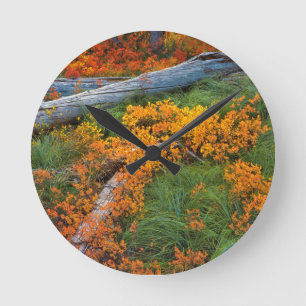 Horloge Ronde États-Unis, Oregon, Forêt nationale de Willamette