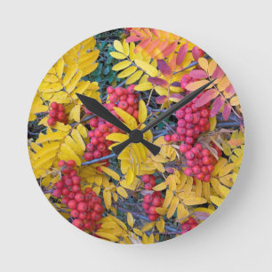 Horloge Ronde États-Unis, Washington, Western Mountain Ash, Oka