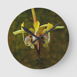 Horloge Ronde Fleur d'arbre de cacao de Theobroma