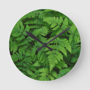 Horloge Ronde Fougère bracken avec gouttes de pluie, État de Was