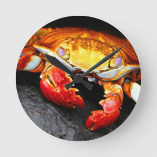 Horloge Ronde Galapagos Crab