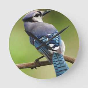 Horloge Ronde Geai bleu pensant à vous papa de maman de famille