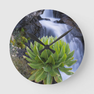 Horloge Ronde Giant Groundsel ou Dendrosenecio 2