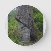 Giant Sprace Tree, Cape Perpetua, Oregon
