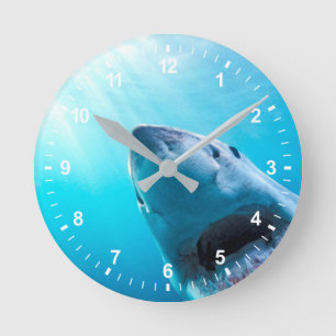 Horloge Ronde Grand requin blanc   Afrique du Sud