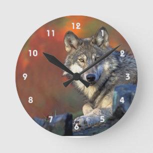 Horloge Ronde Gray Wolf With Fall Colors