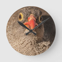 Grouse