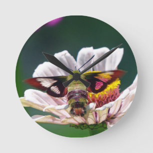 Horloge Ronde Hummingbird Moth