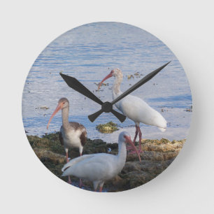Horloge Ronde Ibis birds on the shore of Florida Bay