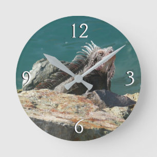 Horloge Ronde Iguana à St Thomas