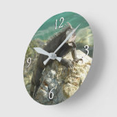 Horloge Ronde Iguana sur les rochers à St. Thomas (Angle)