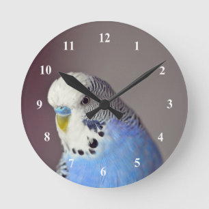 Horloge Ronde Jolie photo Blue Budgie