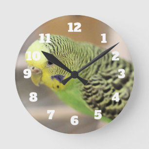 Horloge Ronde Kiwi
