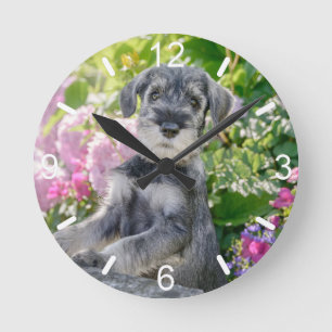 Horloge Ronde La coquelette Schnauzer dans un jardin fleuri :