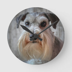 Horloge Ronde Le visage de Schnauzer Dog