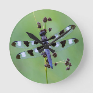 Horloge Ronde Libellule perchée sur l'herbe, Canada