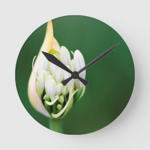 Horloge Ronde Lily africaine, Praecox d'Agapanthus, Cap