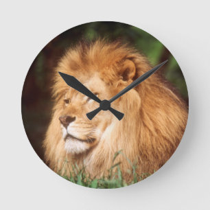 Horloge Ronde Lion adulte mâle