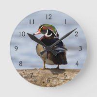 Mâle de canard en bois sur le marécage d'ouverture