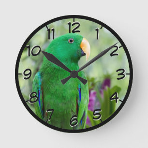 Horloge Ronde Mâle de perroquet d'Eclectus