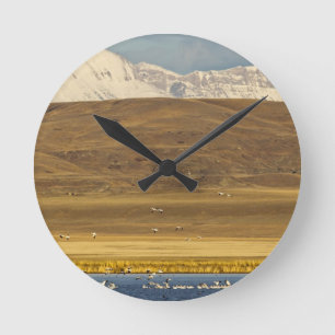 Horloge Ronde Oies des neiges pendant la migration printanière