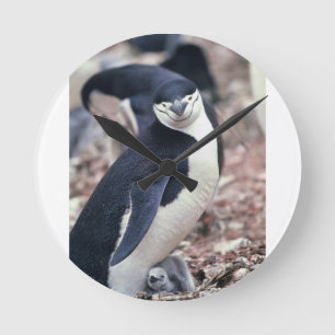 Horloge Ronde Oiseau de pingouin mignon animal noir eau blanche