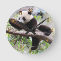 Panda Cub