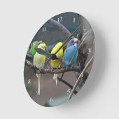 Horloge Ronde Parakeets Budgies Parrots Oiseaux Amateurs d'oisea (Angle)